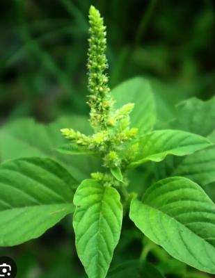 Thandu Keerai - Green